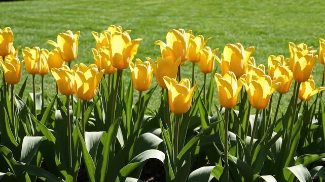 A vibrant display of yellow tulips in full bloom against a backdrop of lush green grass field view