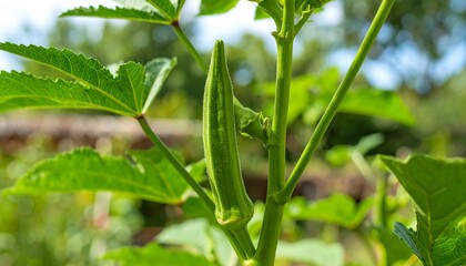 Close-up of a green okra pod on a plant