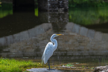 Great egret standing on the shore of a lake, reflections behind it.