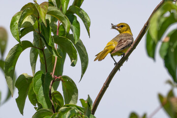 Female orchard oriole perches on branch with an insect in its mouth.