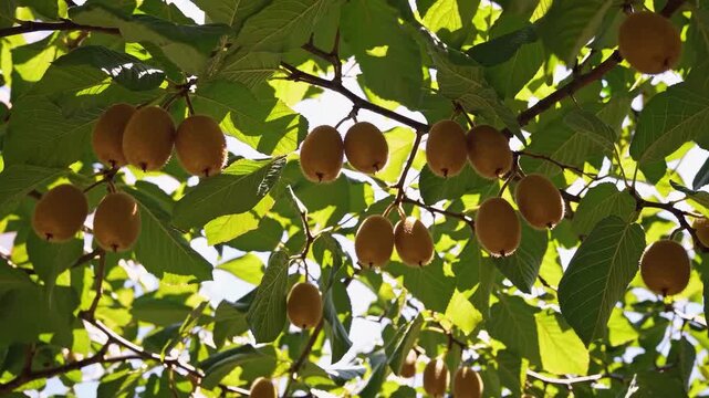 A view looking up at many kiwis hanging from branches with leaves against a bright sky background