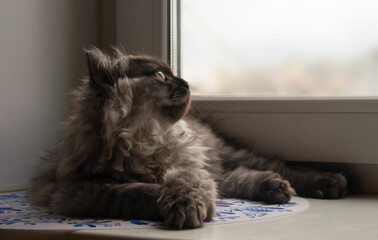 fluffy kitten lying by the window in empathic vision