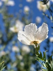Matilija Poppies against a blue sky