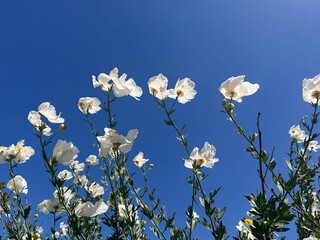 Matilija Poppies against a blue sky
