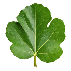 Close-up view of a vibrant fig leaf isolated on a transparent background.