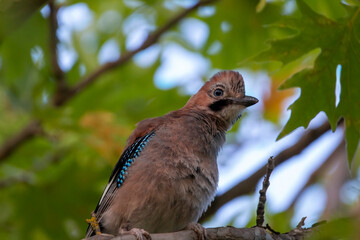 A Eurasian jay on a branch of plane tree looks curious. Garrulus glandarius.