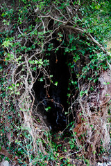 A tree hollow on a very old plane tree with ivy tree on it.