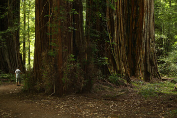 Boy is dwarfed as he walks among the tall trees in a redwood forest