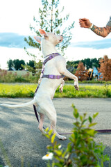 a dog in the park jumps for food