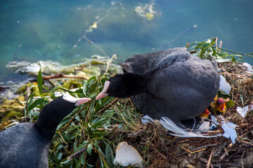 Lakeside Lake , Doncaster , South Yorkshire, UK 18 May 2025 : father Eurasian Coot (left) is delivering food to mother Eurasian Coot (right) for feeding baby birds