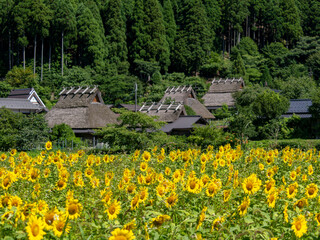 美山かやぶきの里のヒマワリ畑
