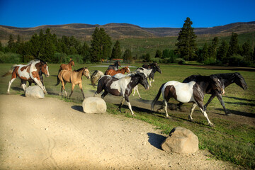 Dude Ranch Horses in Colorado