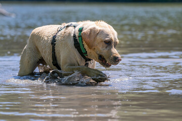 Wet yellow labrador retriever splashing through the water of lake