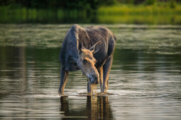 Moose cow standing in a lake in Colorado