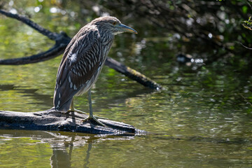 Juvenile black-capped night heron perched on a log in a pond with shrubs along the shore