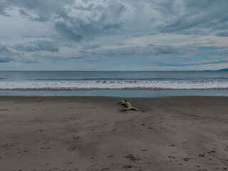 Stunning  aerial view of Playa Cabuyal, Costa Rica — a hidden gem with pristine sand, turquoise...
