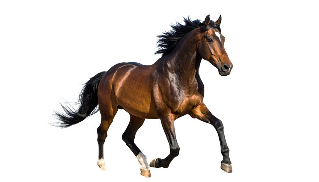 A chestnut horse in full stride isolated on a transparent background.
