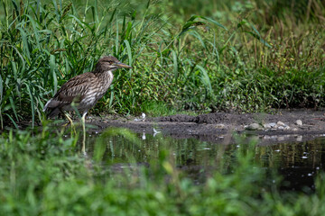 Juvenile black-crowned heron wading through a shallow pond surrounded by green grass