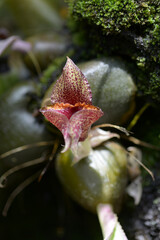 ブルボフィルム・マクロブルブム