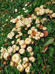 Dense cluster of wild mushrooms with orange-brown caps growing closely together in fresh green grass. The mushrooms form a natural carpet on the forest floor, creating a vibrant autumn scene