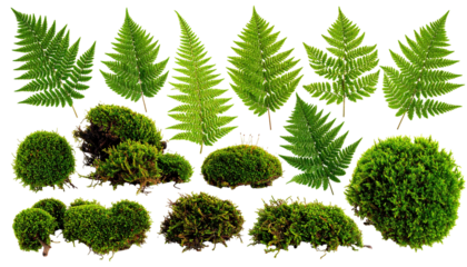 Collection of vibrant green ferns and moss isolated on a transparent background.