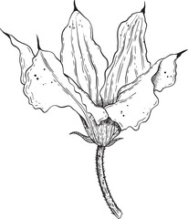An Artistic Illustration of a Unique Flower Featuring Distinctive and Beautiful Petals