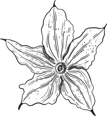 A Comprehensive and Detailed Illustration Showcasing a Unique and Beautiful Flower Design