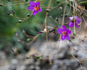 Honeybee flying toward a purple flameflower