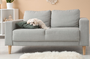 Cute Maltese dog on sofa in stylish living room