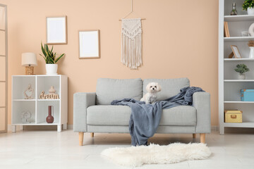 Cute Maltese dog on sofa in stylish living room