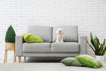 Cute Maltese dog on sofa in modern living room