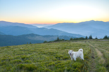 Serene landscape capturing a white dog standing on a grassy meadow with mountain ranges in the...