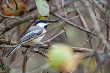 Black-capped chickadee perched amoung branches and twigs