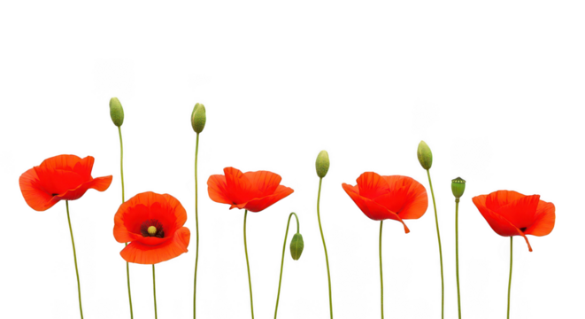 Red Poppies On Black Background