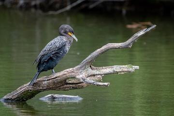 Double-crested cormorant perched on a log sticking out of a pond scratching itself with its foot