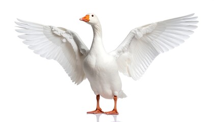 Obraz premium White goose with outstretched wings
