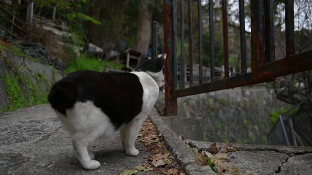 坂の町の地域猫 （広島県尾道市, 2025年4月）