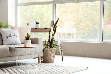 Interior of light living room with grey sofa, coffee table, houseplant and window