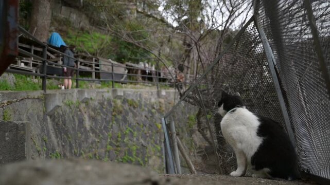 坂の町の地域猫 （広島県尾道市, 2025年4月）