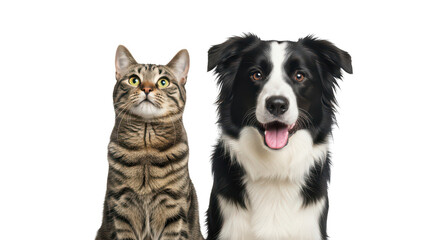 Fototapeta premium Tabby Cat And Border Collie Dog Portraits