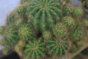 Mini cacti planted in pots for home and garden interiors