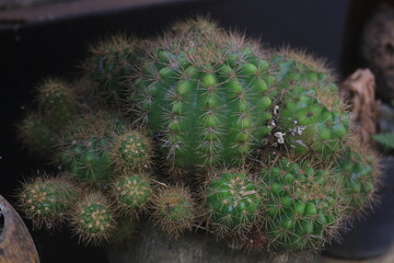 Mini cacti planted in pots for home and garden interiors
