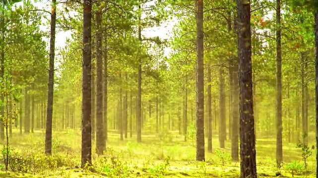 Sunny Pine Forest, Green Trees & Undergrowth. Atmospheric haze. Nature background. Possible usage Web, Print