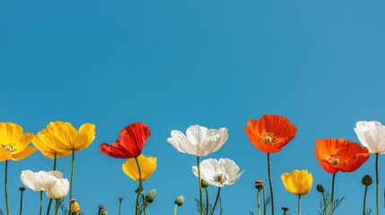 Obraz premium Vibrant spring landscape with a variety of colorful wildflowers blooming in a meadow under a clear blue sky Serene and peaceful outdoor scene with lush flora and botanical elements