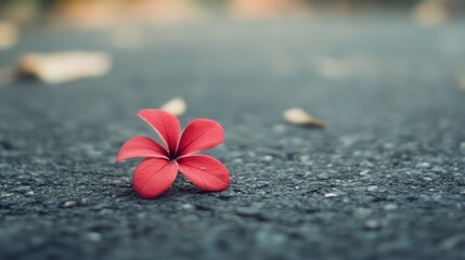 Single red flower asphalt road background autumn