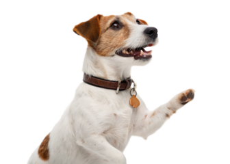 Jack russell terrier with brown collar and tag raising its paw on a black background looking up