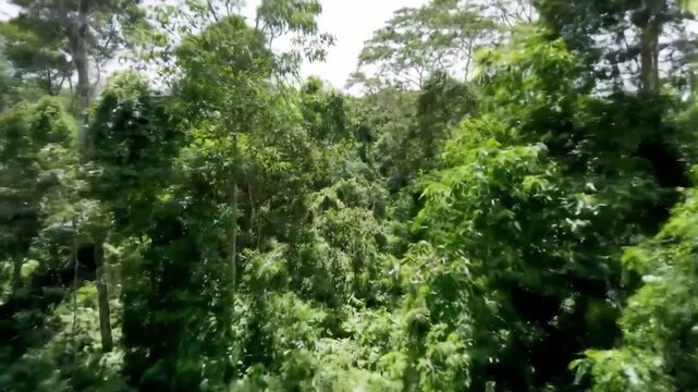 Dense green foliage fills frame