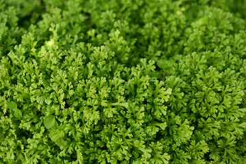 spike moss, Selaginella lush green nature background