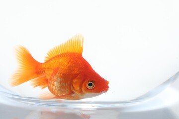 Gold fish swimming in aquarium with clean water on white background, closeup