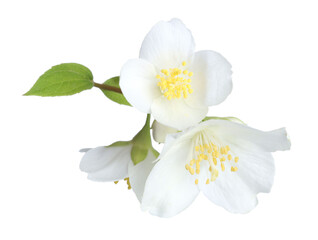 Beautiful jasmine flowers with green leaves isolated on white